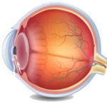 glaucomaimage_normal
